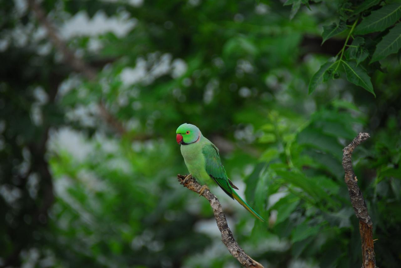 The Shaharkot By The Lake Hotel Udaipur Bagian luar foto
